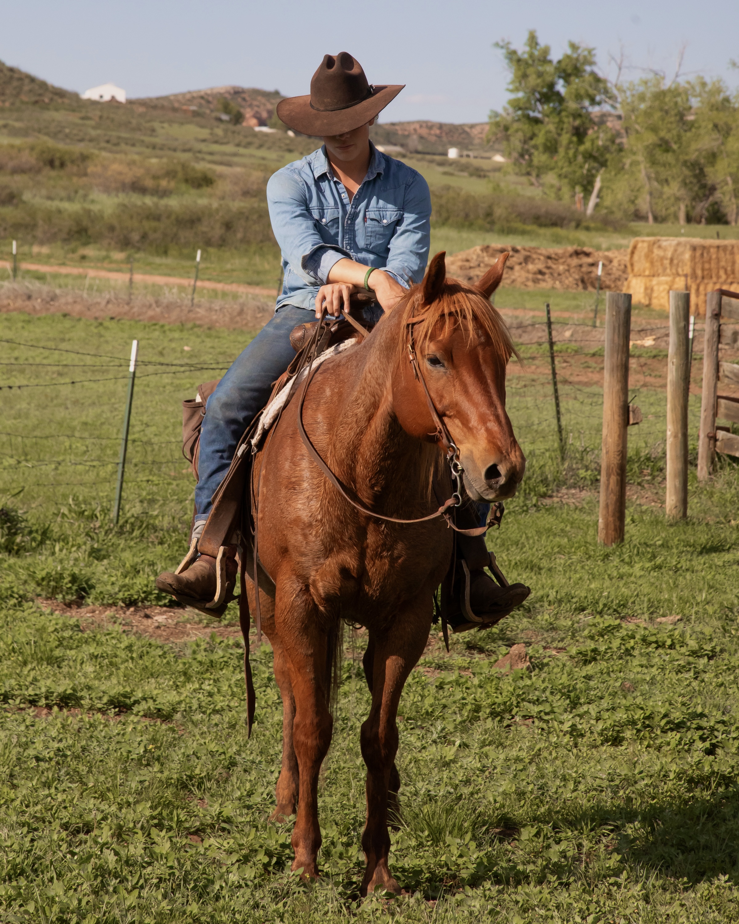 Samuel working cattle